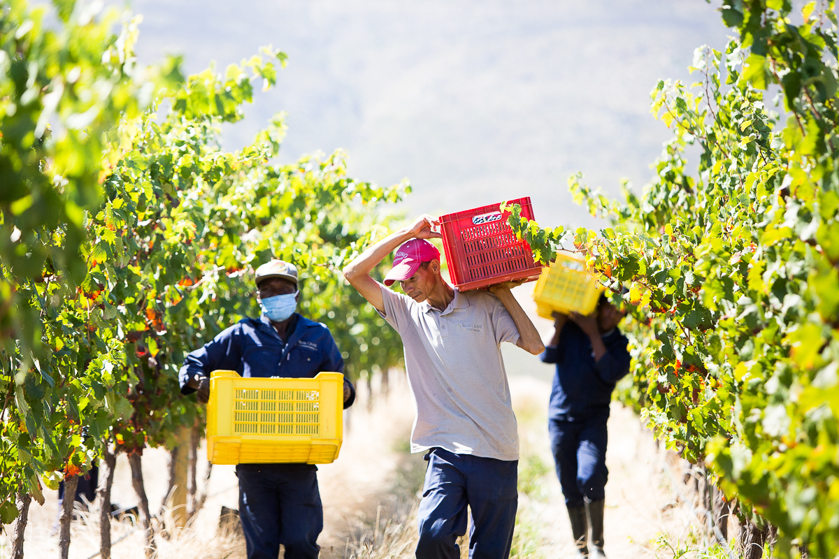 Carry Crates in Vineyards