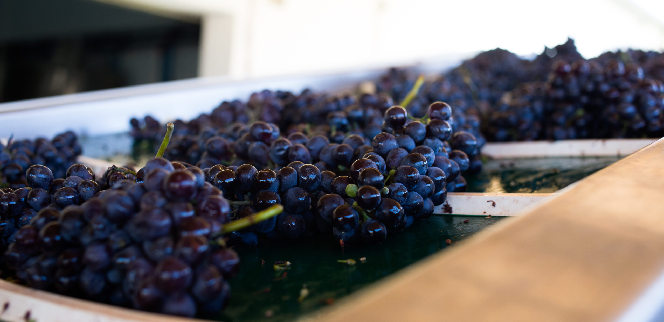 Grapes on Tray