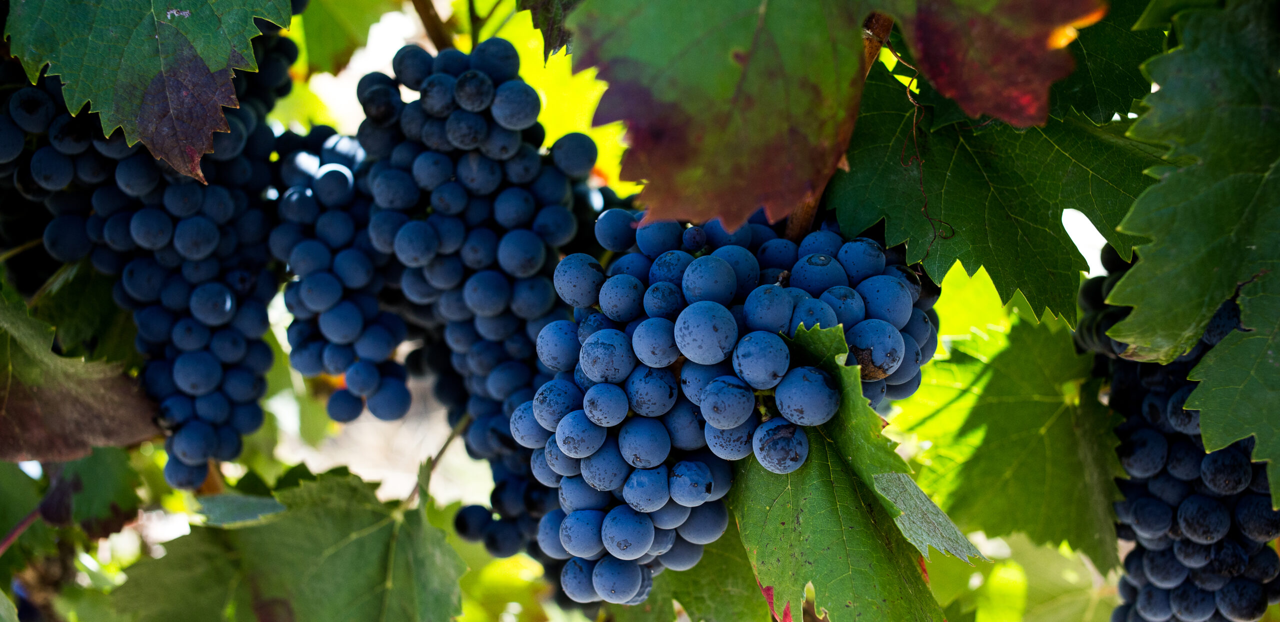 Red Grapes
